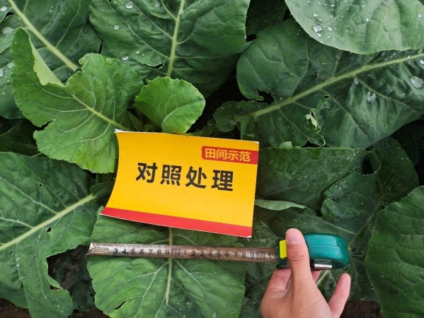 图片9生长后期植株叶片宽度对比（对照田）.jpg