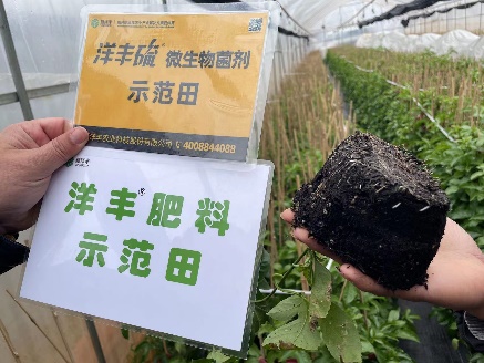 2月24日，使用7天后，有新根长出。.jpg