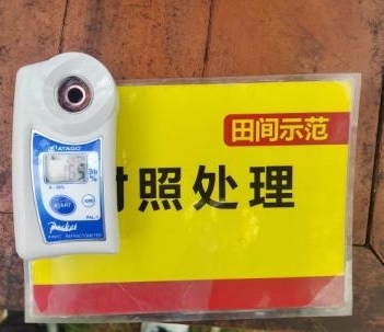 示范葡萄肩部果糖度比对照高0.6度 2.jpg 示范葡萄肩部果糖度比对照高0.6度 2.jpg
