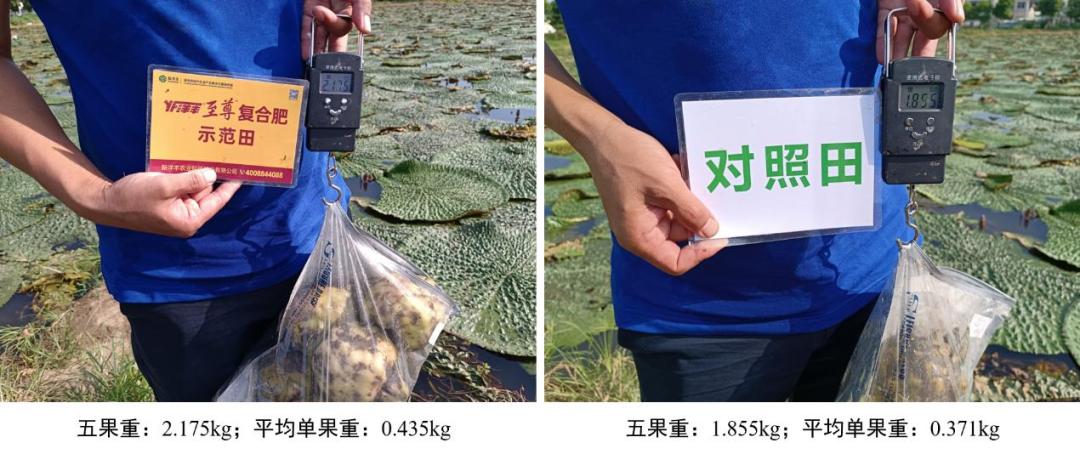 果重对比.jpg