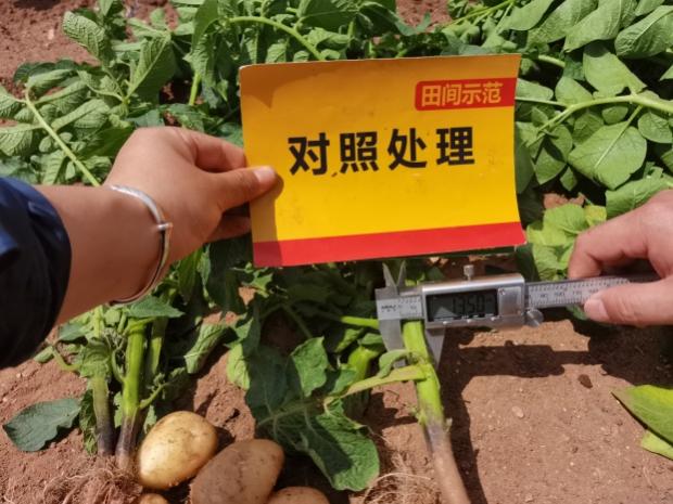 对照田块茎增长期茎粗测量.jpg