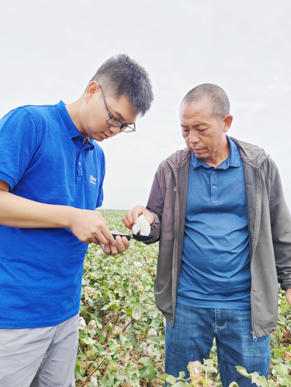 6686.com官网农艺师李春侨（左），在种植户陈克明（右）的棉田进行单铃测重，预估产量.jpg